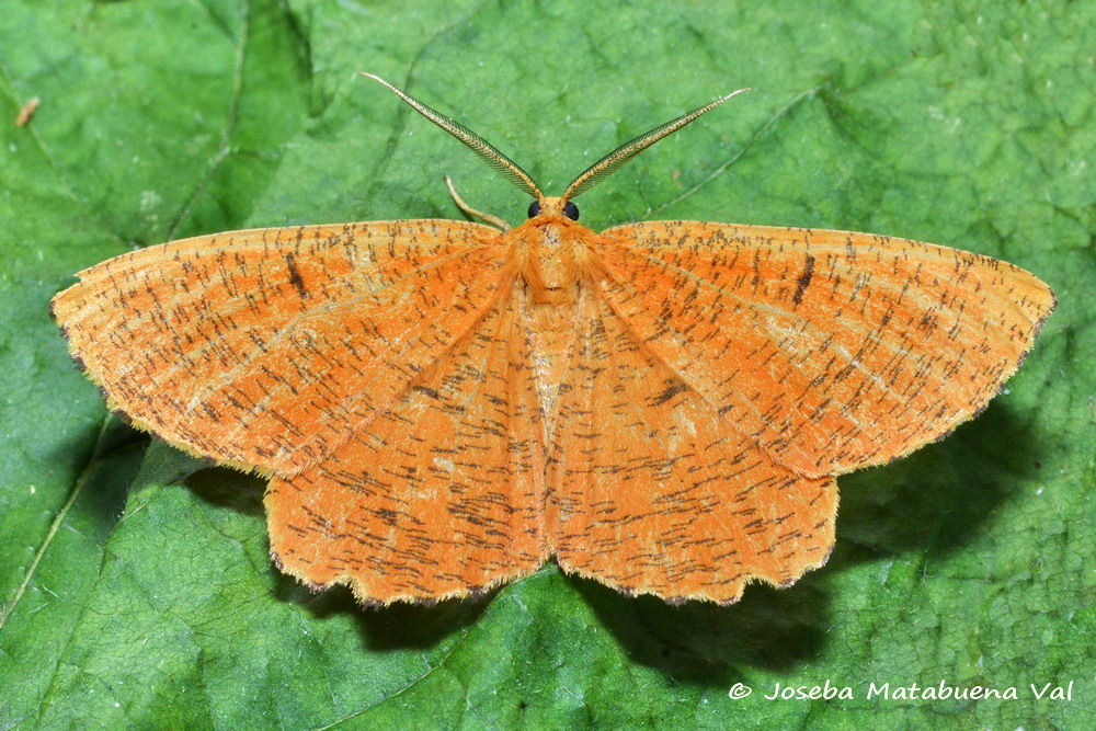 Angerona prunaria - Geometridae